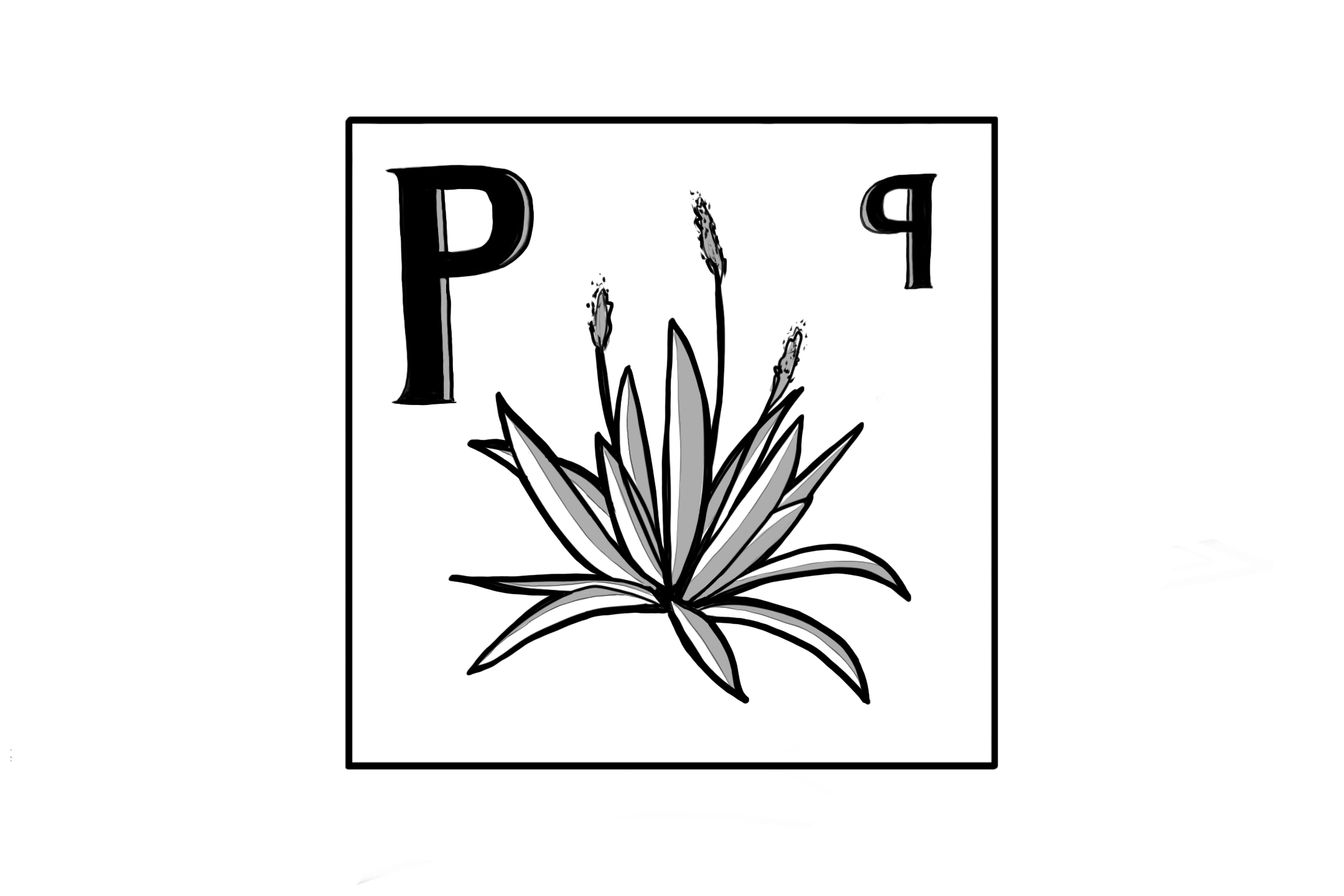 PLANTAGO PLANTING